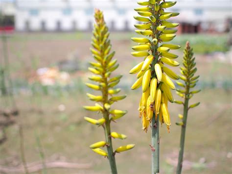 蘆薈開花蘆薈花